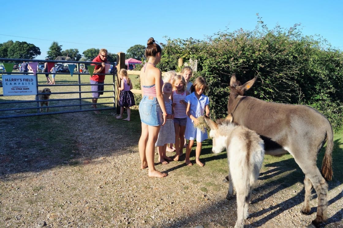 Family-friendly, traditional New Forest camping with a pub next door and footpaths leading directly from the gateway.