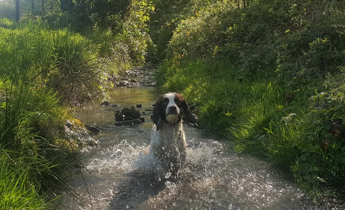 Take you pooch for a paddle in our stream. 