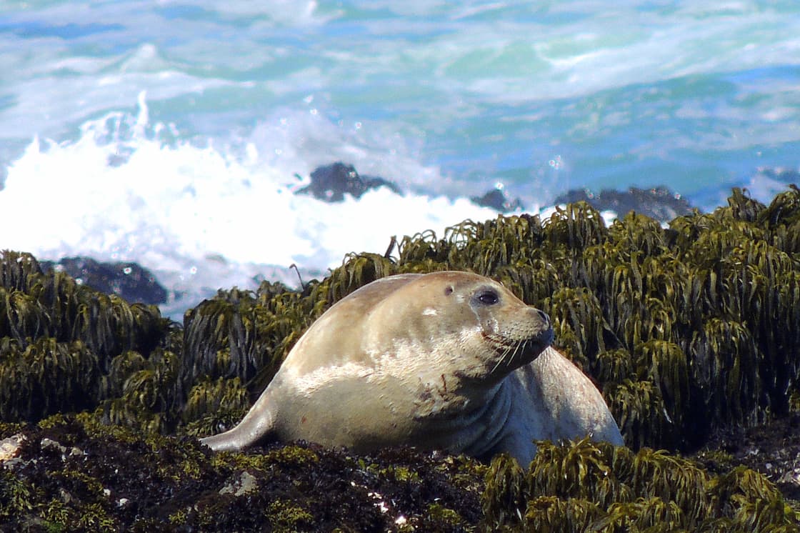 Hundreds of seals use these rocks for sunbathing