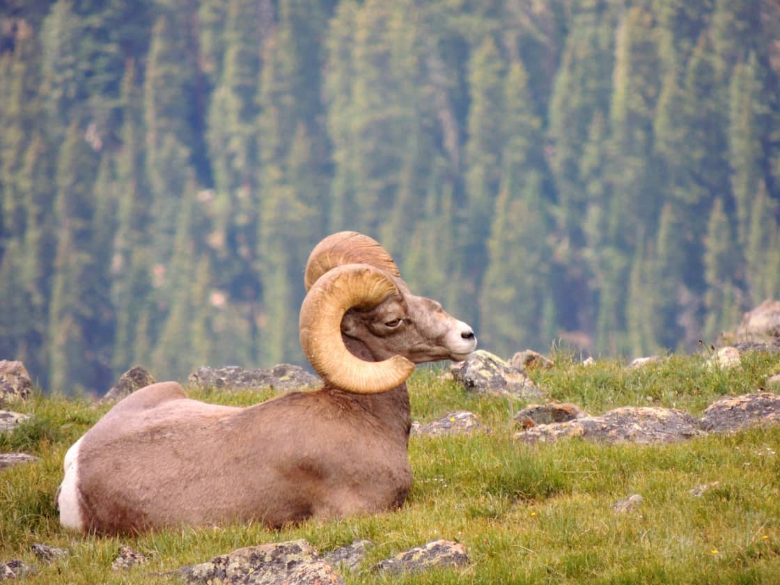A big horn sheep relaxes not far from Moraine Park Campground. 