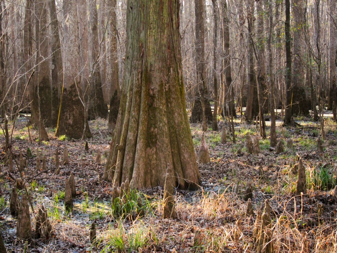 A scenic view of Congaree National Park