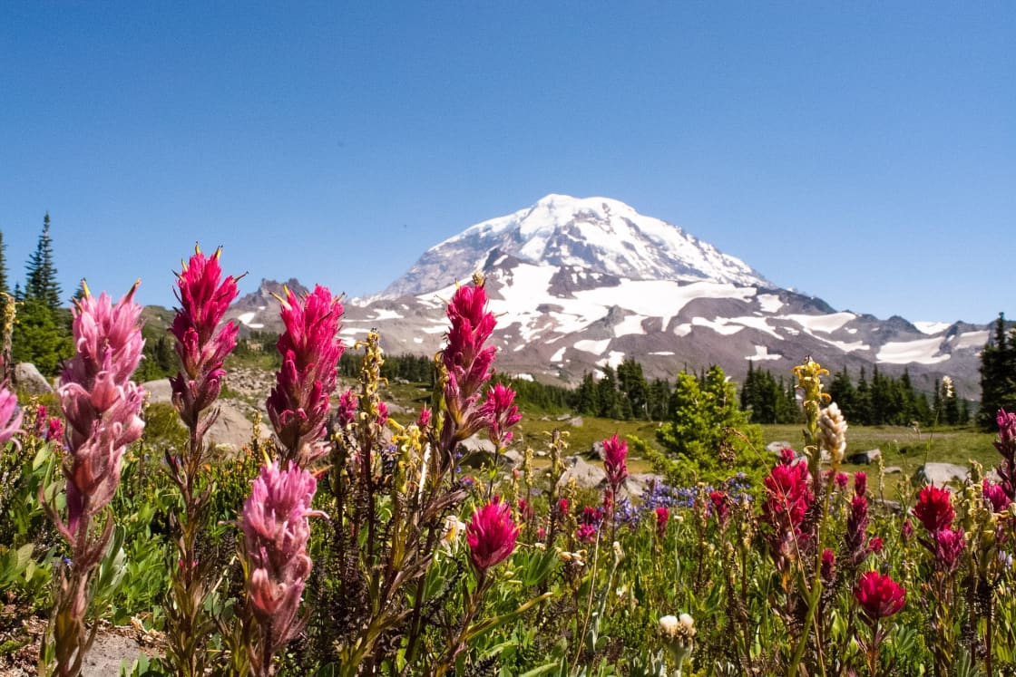If you're camping at Mowich Lake, take the 6+ mile trail up to Spray Park! Stop ar the waterfall to see the fantastic, multi-tiered falls and then continue on for stunning views of Mount Rainier (and some wildflowers if the season is right)!