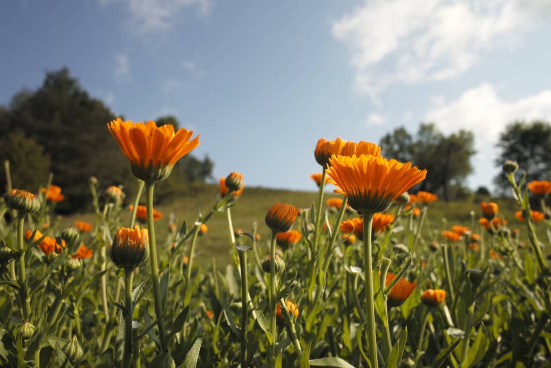 Calendula flowers in bloom in one of our fields.