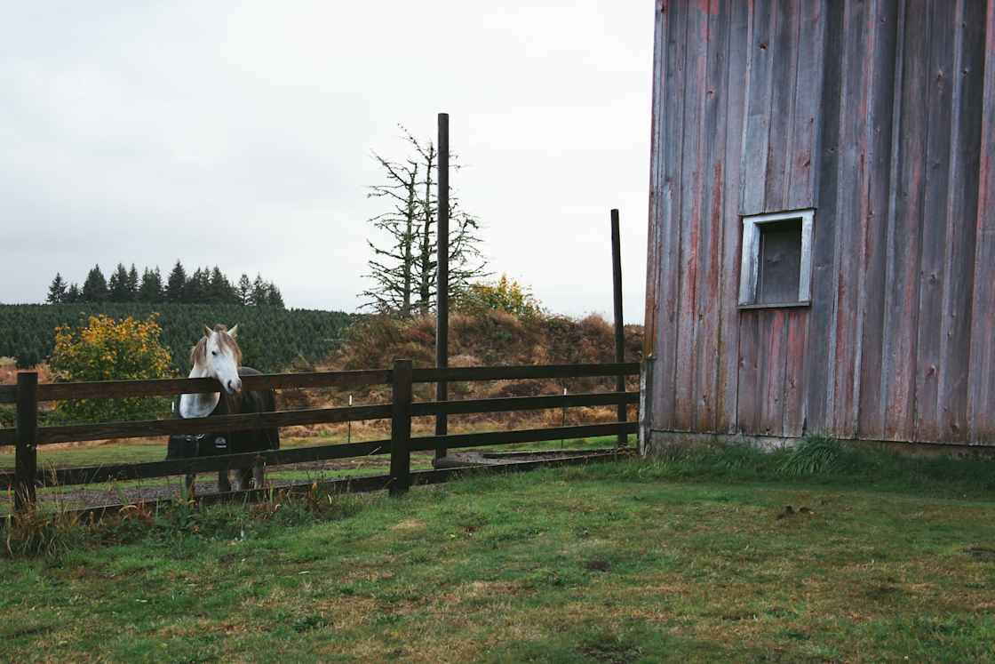 The friendly horses are always a little curious about what you are up to!