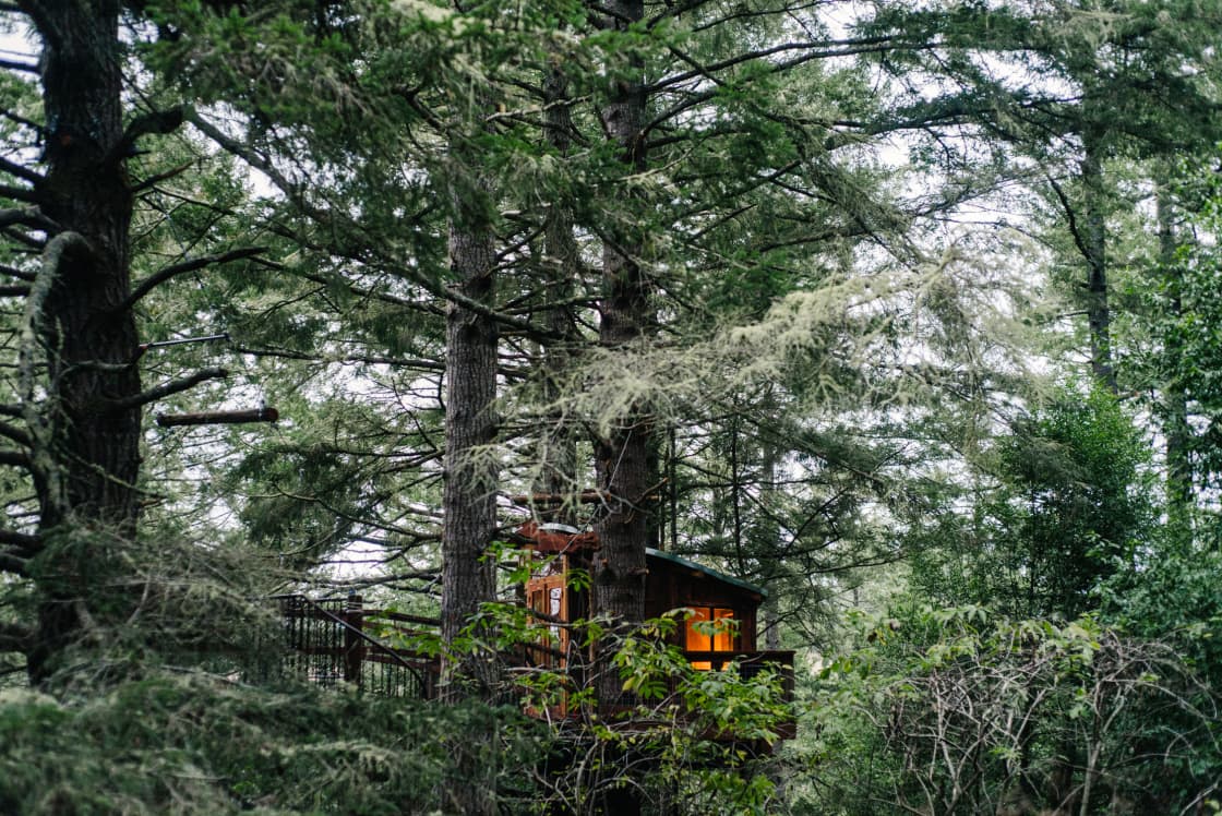 The magical view of the treehouse from the forest floor.
