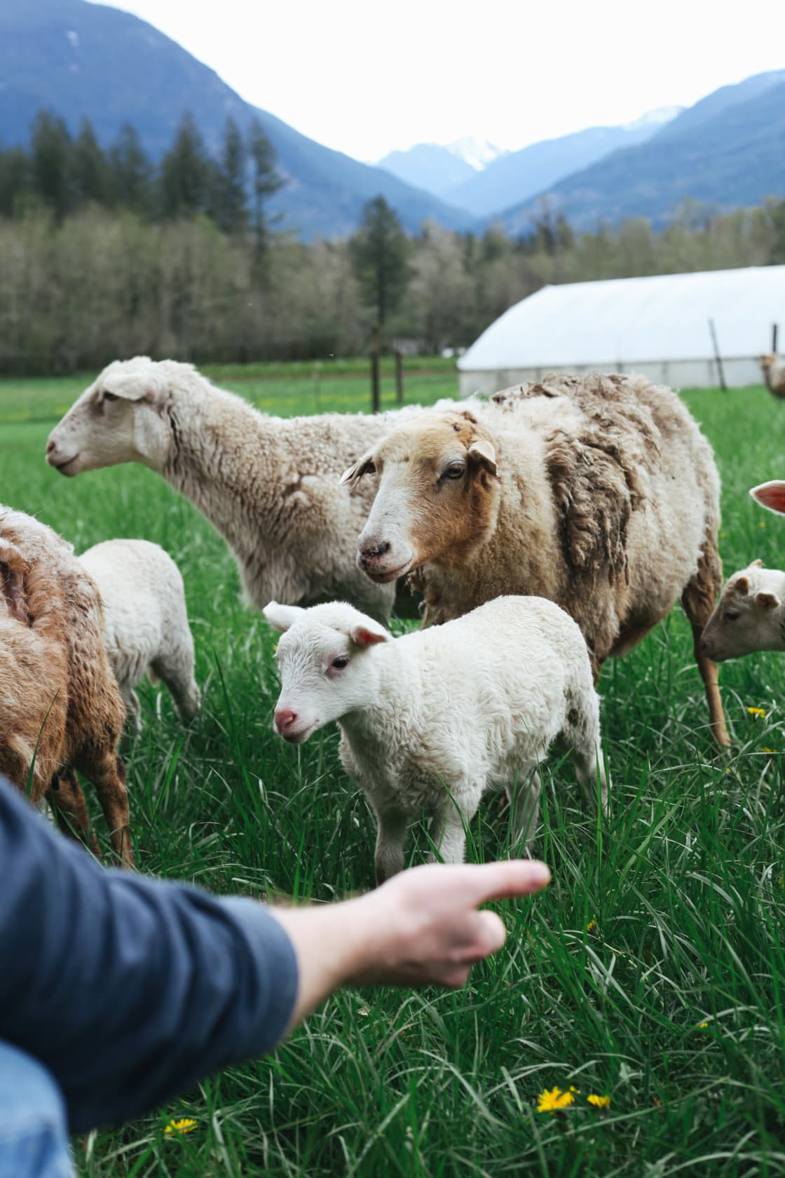A few of the sheep were timid, but most will come right up to you as long as you have food in hand!