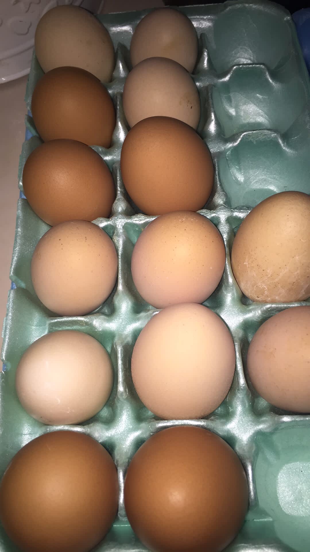 Free-free range eggs