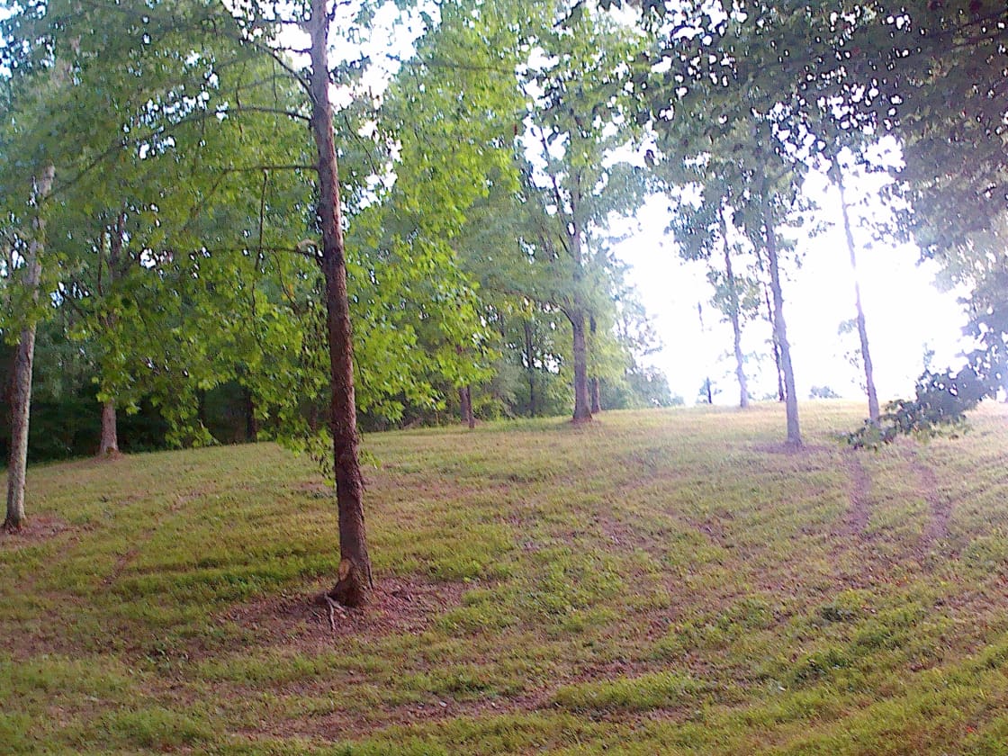 Looking up the hill down by the creek