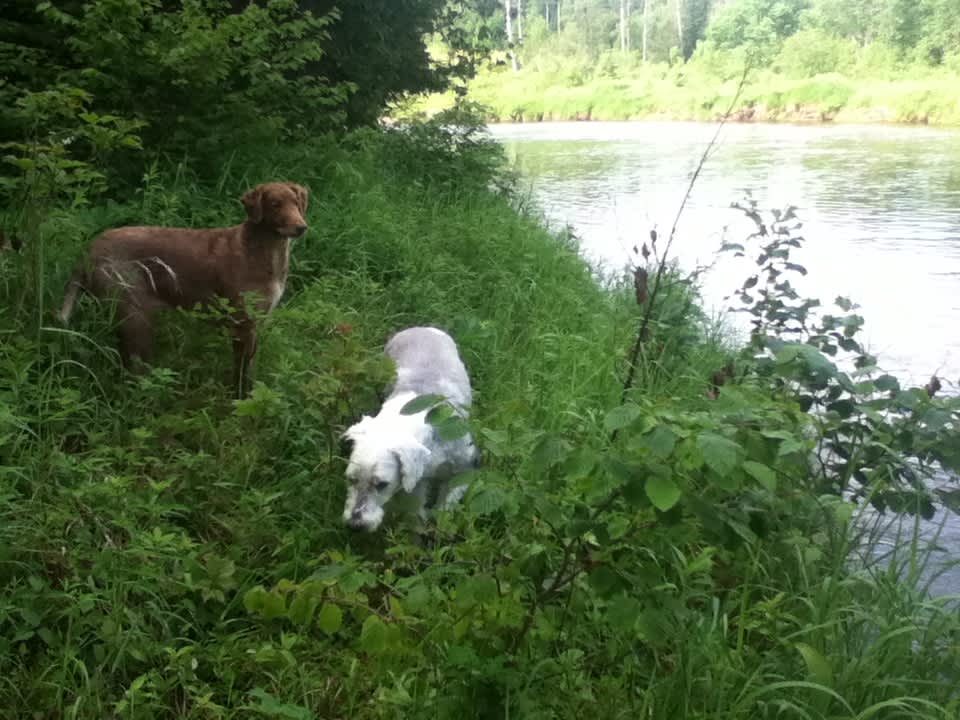 Our dogs, Cooper and Ella by the river.
