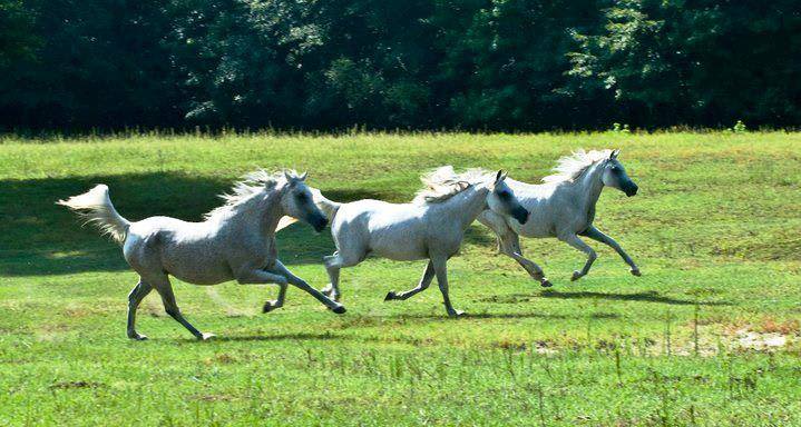 Nothing says beauty like a herd of Arabian horses galloping across a meadow! 