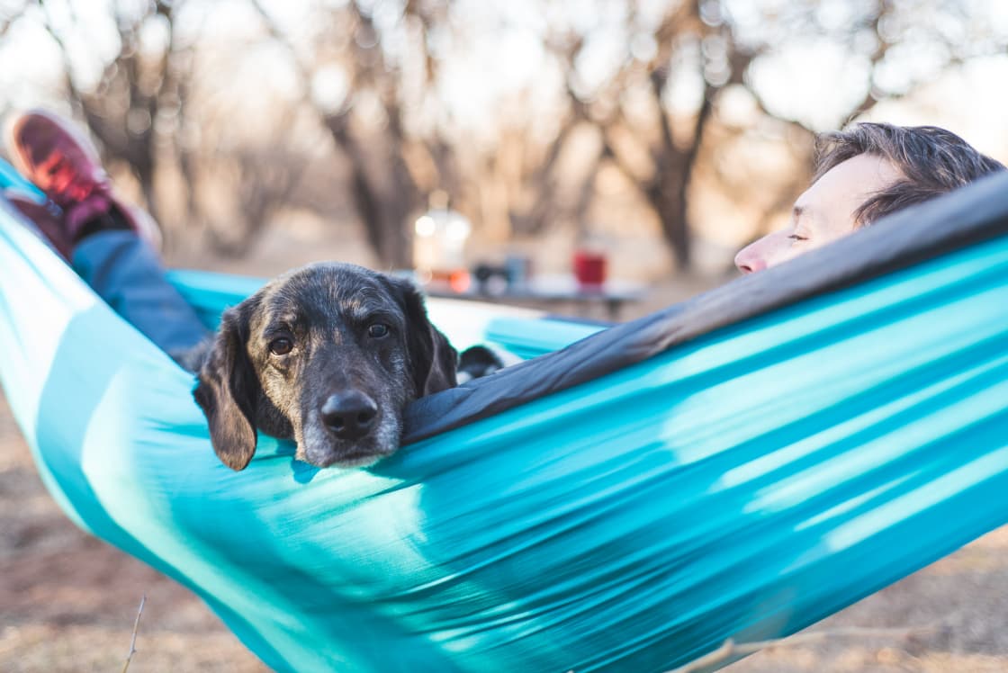 Plenty of places to hang a hammock. And dogs are allowed on leash!