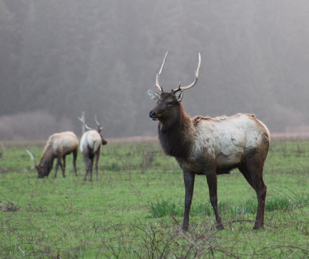 In Redwood National and State Parks, Roosevelt elk may be seen anywhere from Freshwater Lagoon to south of the Klamath River and near Crescent Beach and Crescent Beach Education Center.