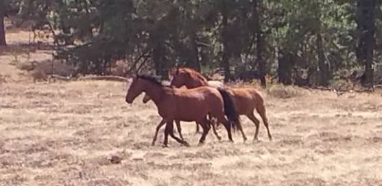 Wild Horses near the property