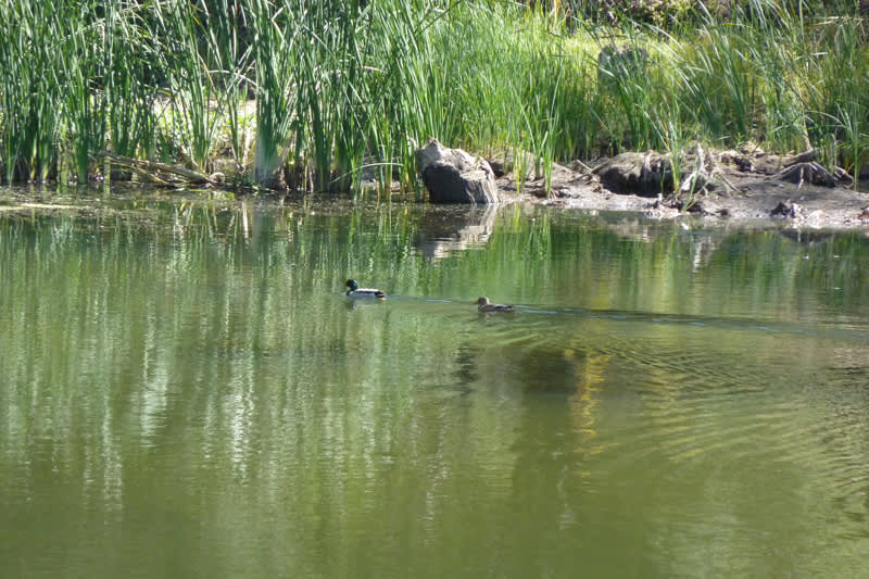 Lake with Ducks (when full during rainy season)