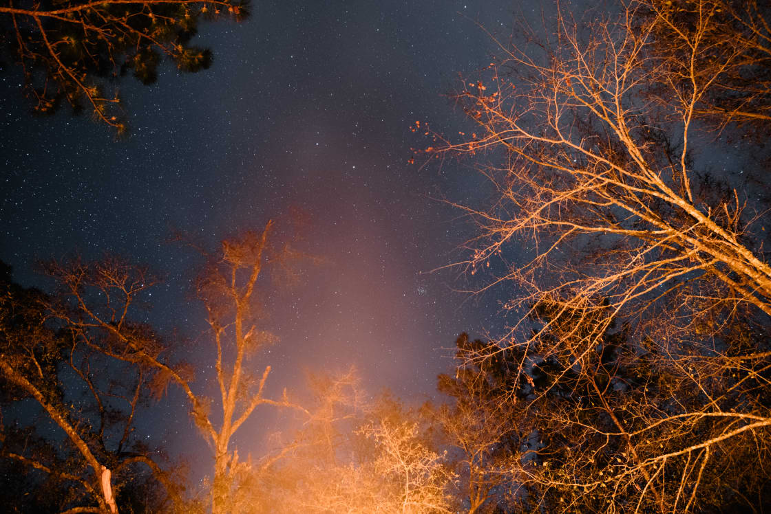 Nightsky and trees lit by a campfire.