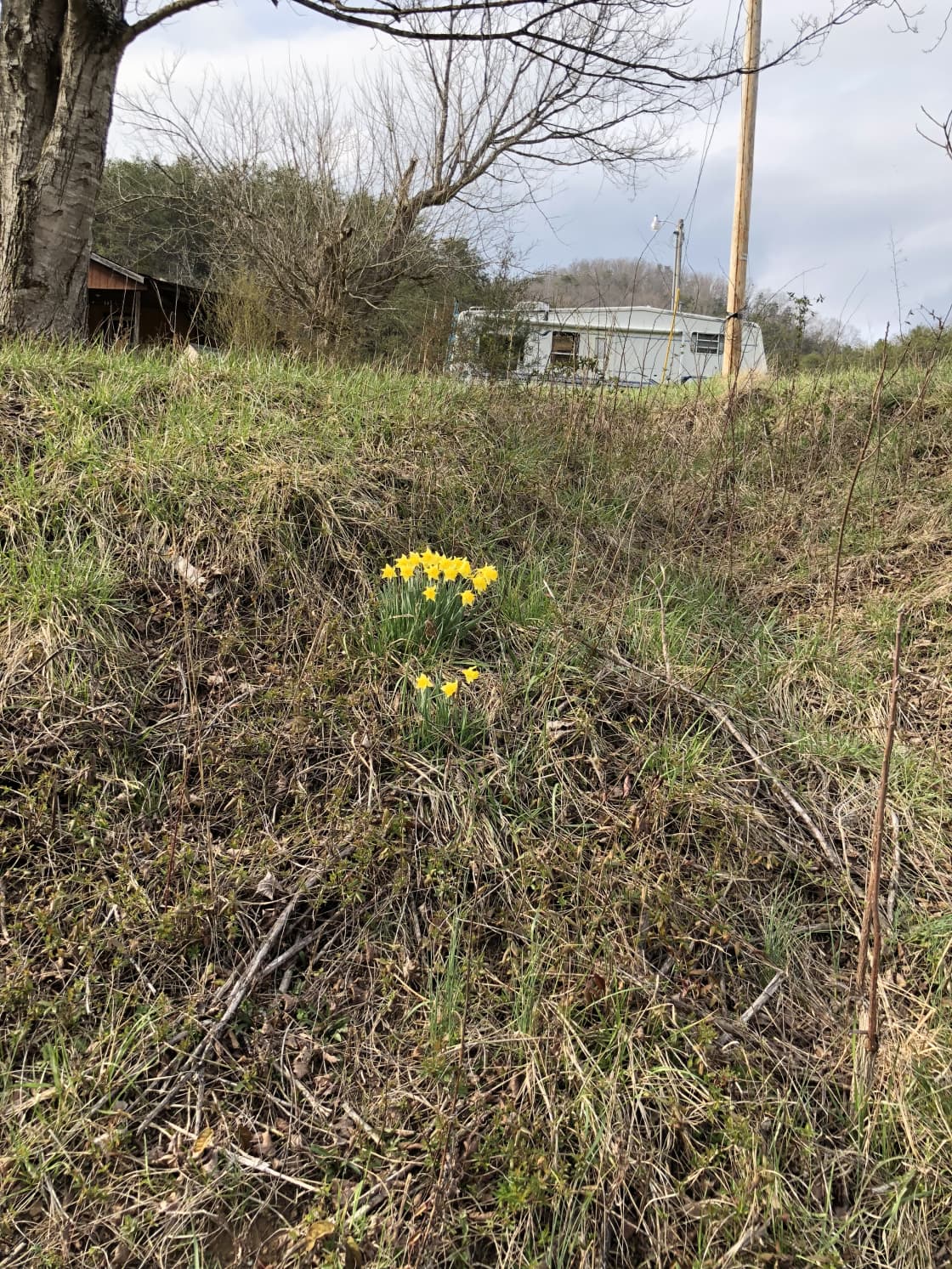 Welcome Spring!  We are glad to see the first wild Daffodils spring up on their own. 