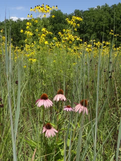 The prairie is full of flowers once summer is in full swing! A wildlife photographer's paradise. 