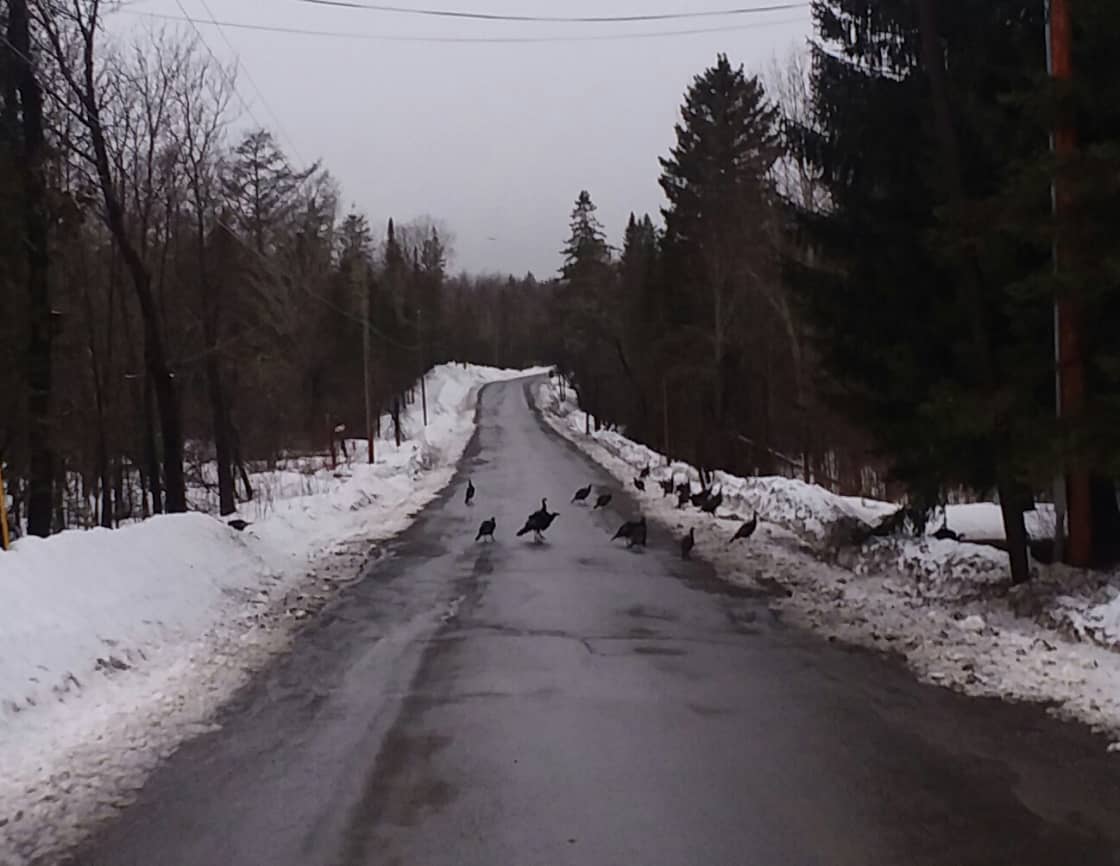 Be careful not to hit any wild turkeys on your way to our camp.