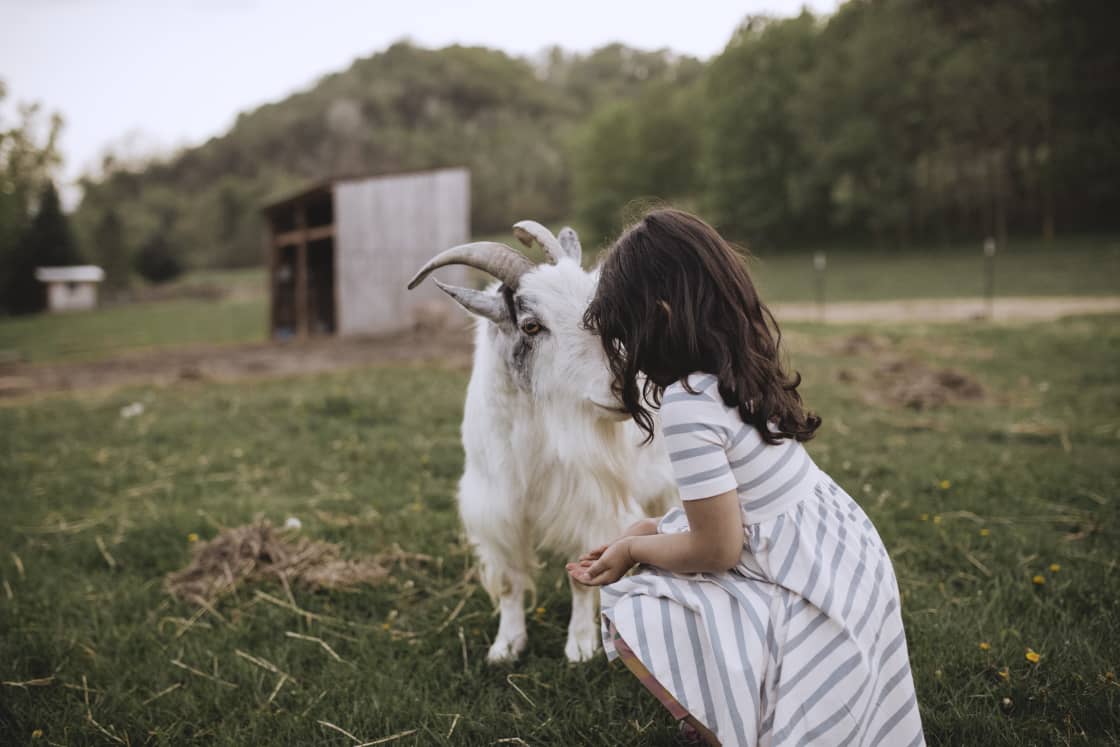 Goat kisses