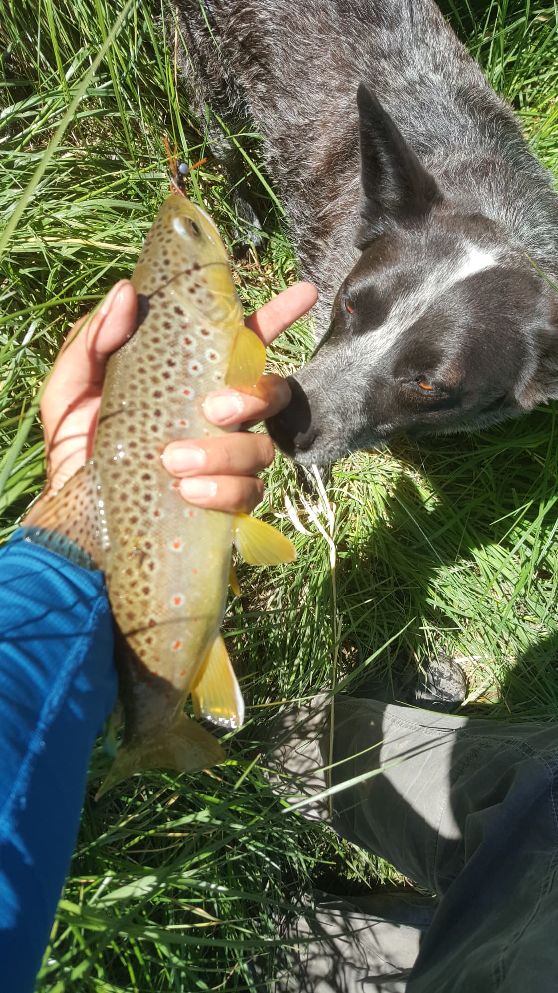 Brown trout taken on the Gunnison River 10min drive