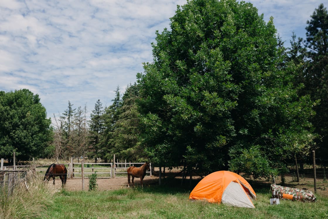 We setup our campsite right next to the beautiful horses.
