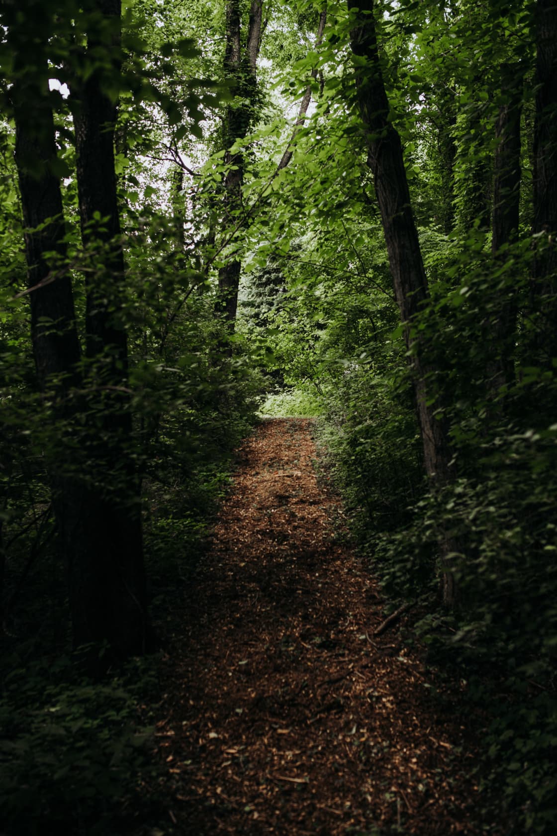 Trails around the forest