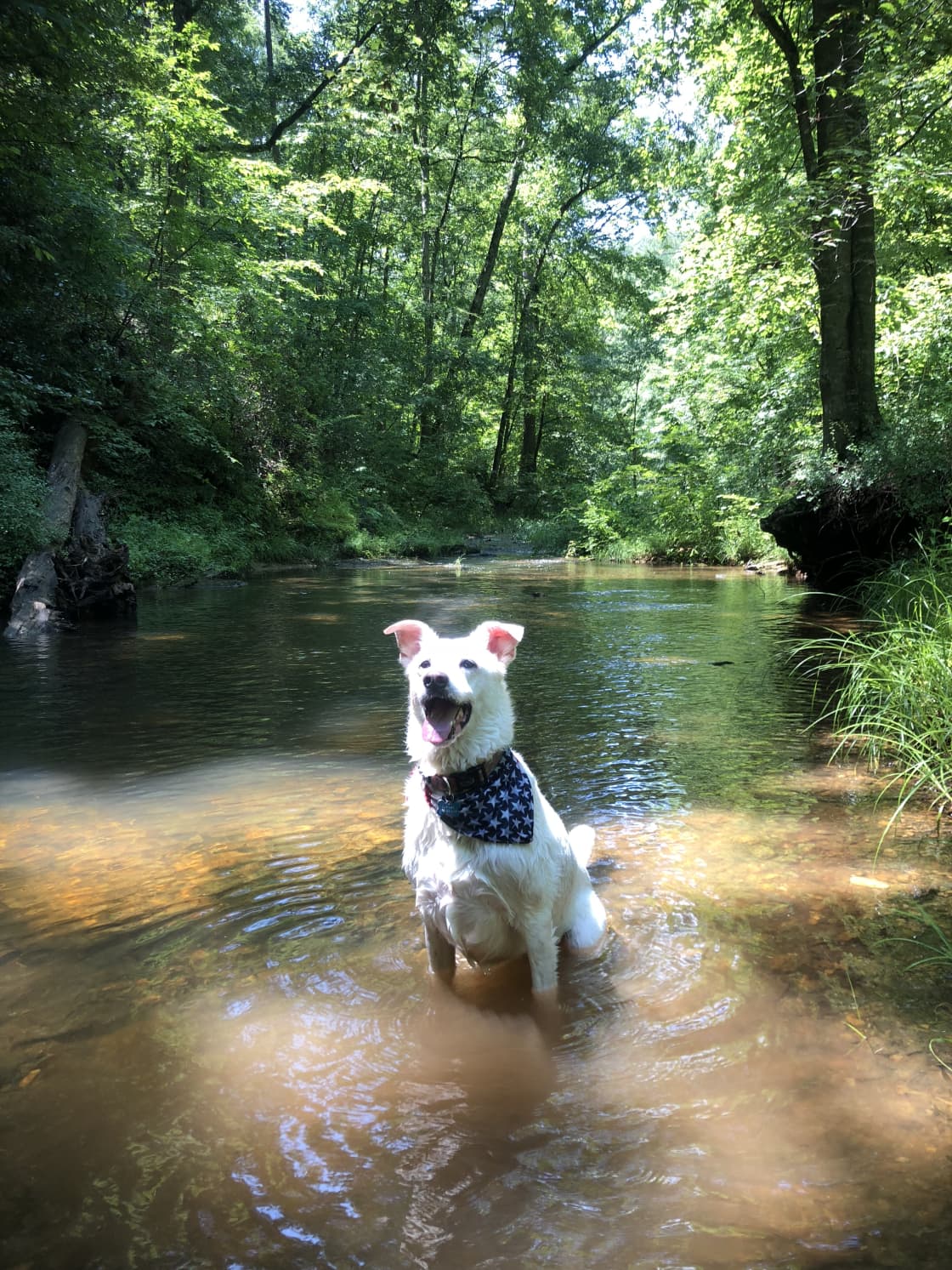 Cooling off in the creek. 