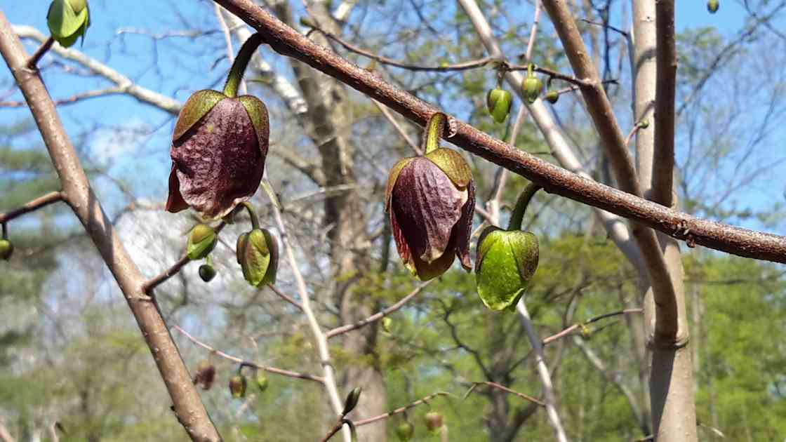 Horn's Cabins our farm camp Hipcamp in Manns Choice, Pennsylvania