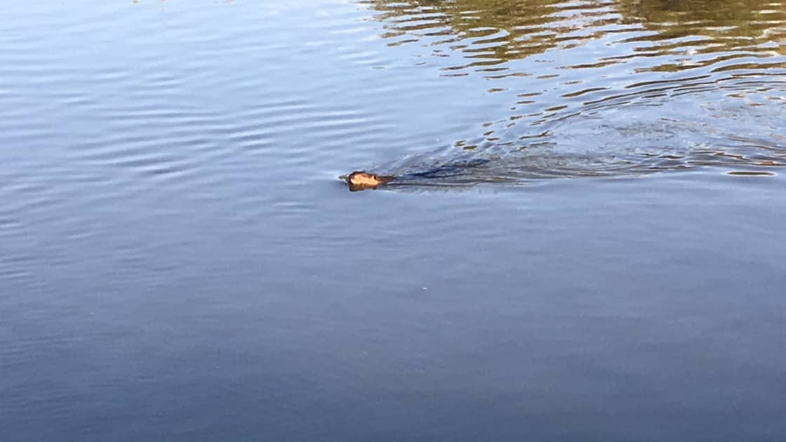 A beaver basking in the river.