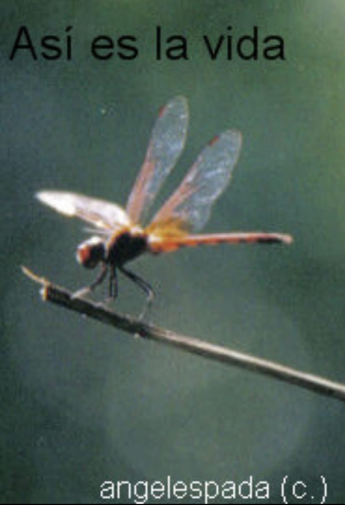 The Magic of The Dragonfly 