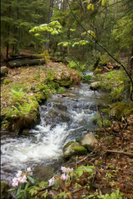 Rushing stream and waterfalls near sites