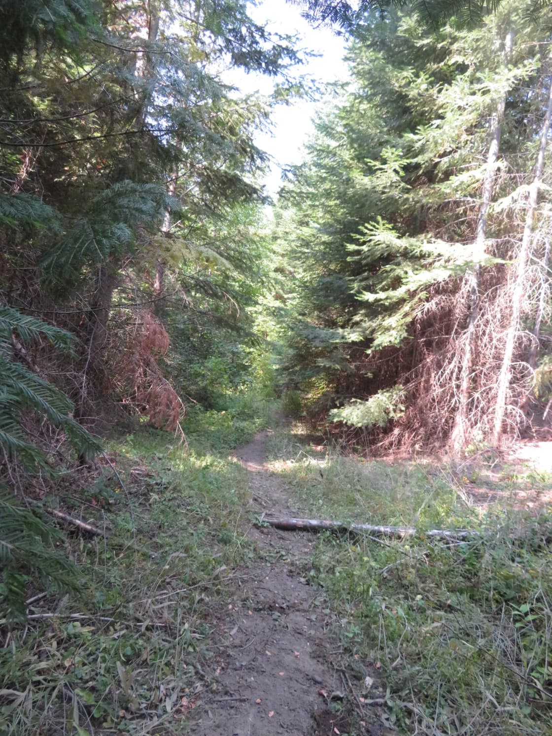 One of the shady tree lined trails available.. Too narrow to drive, but one could camp in an open area along side trails like this if supplies were carried in. 