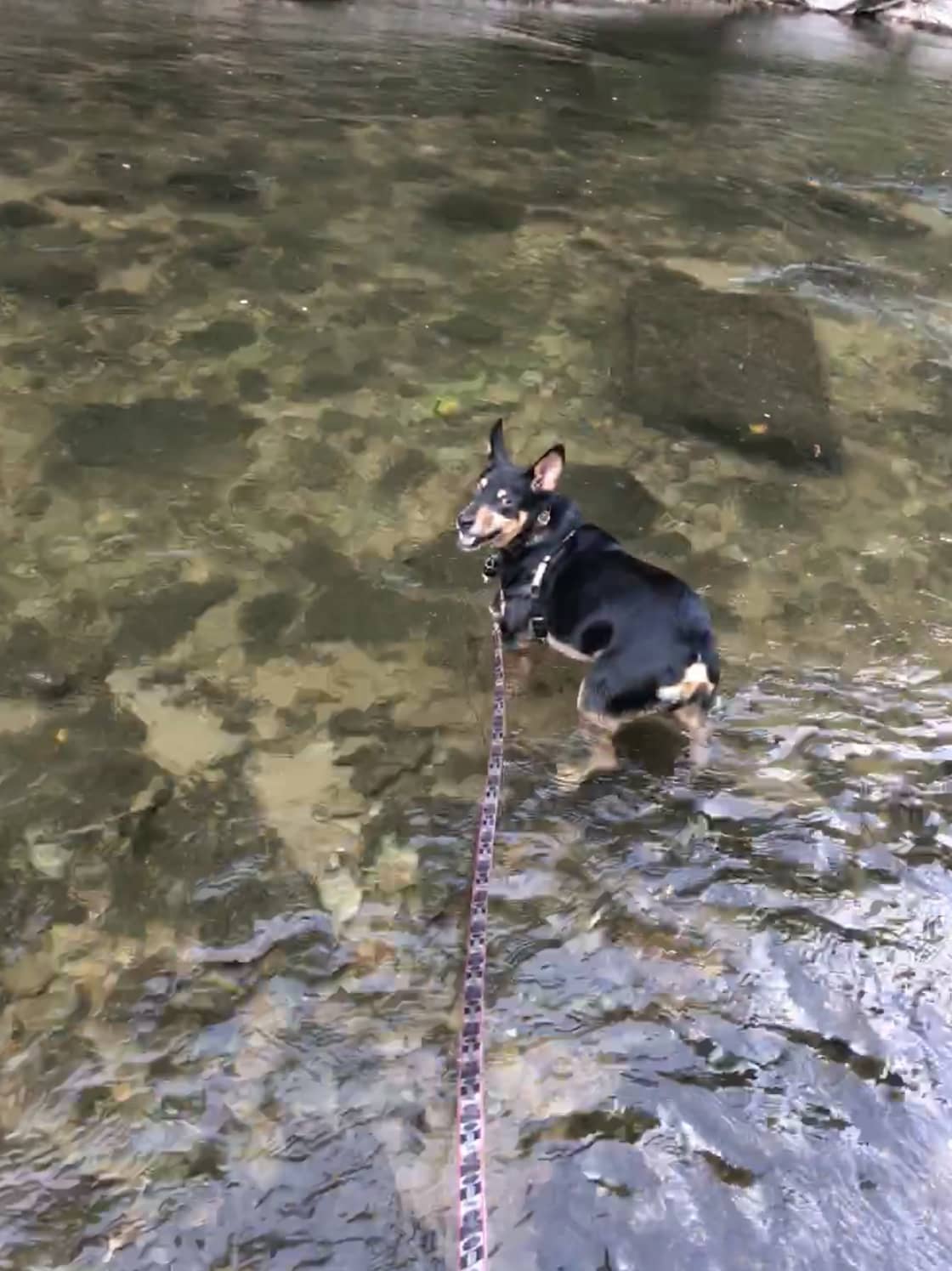 Happy dog wading into the river! 