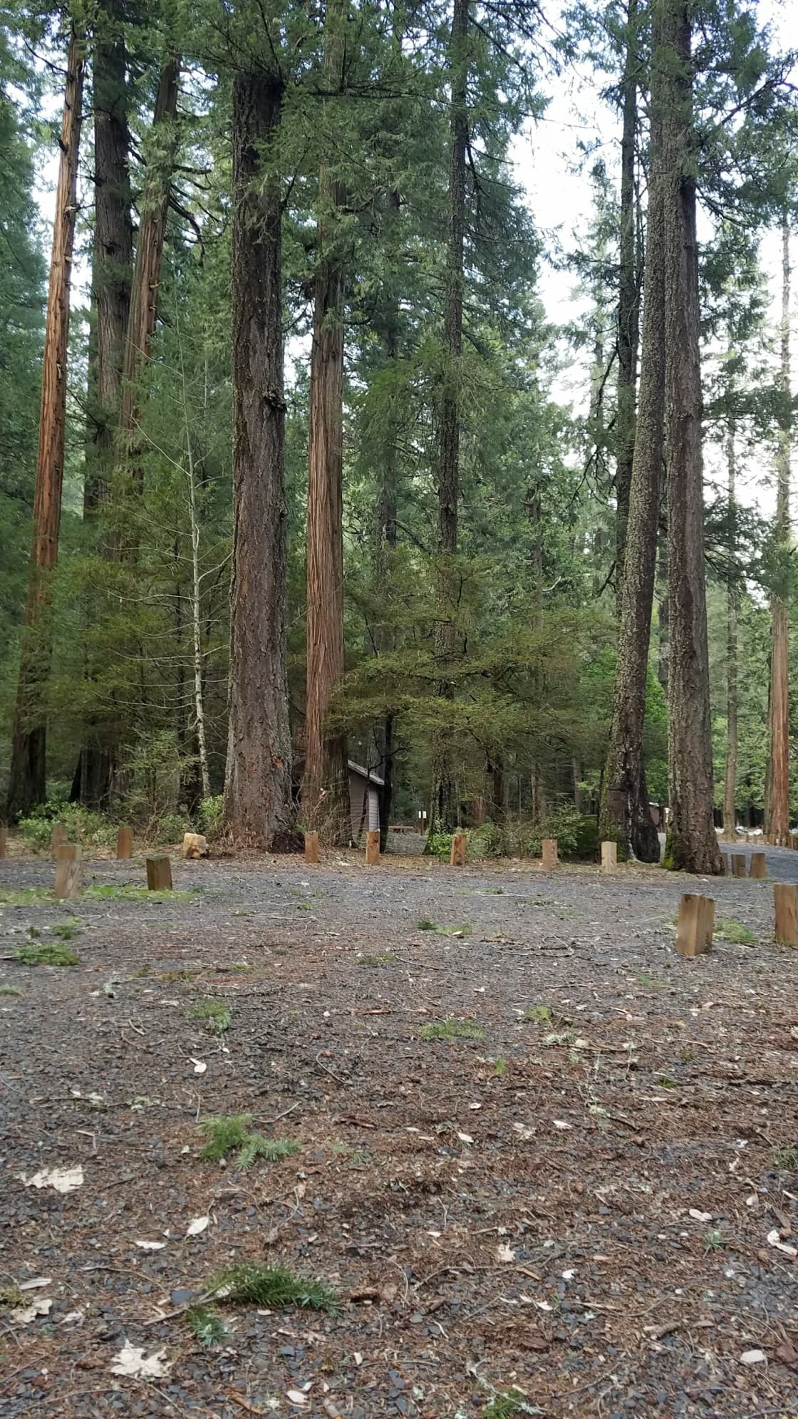 Golden Trout Campground