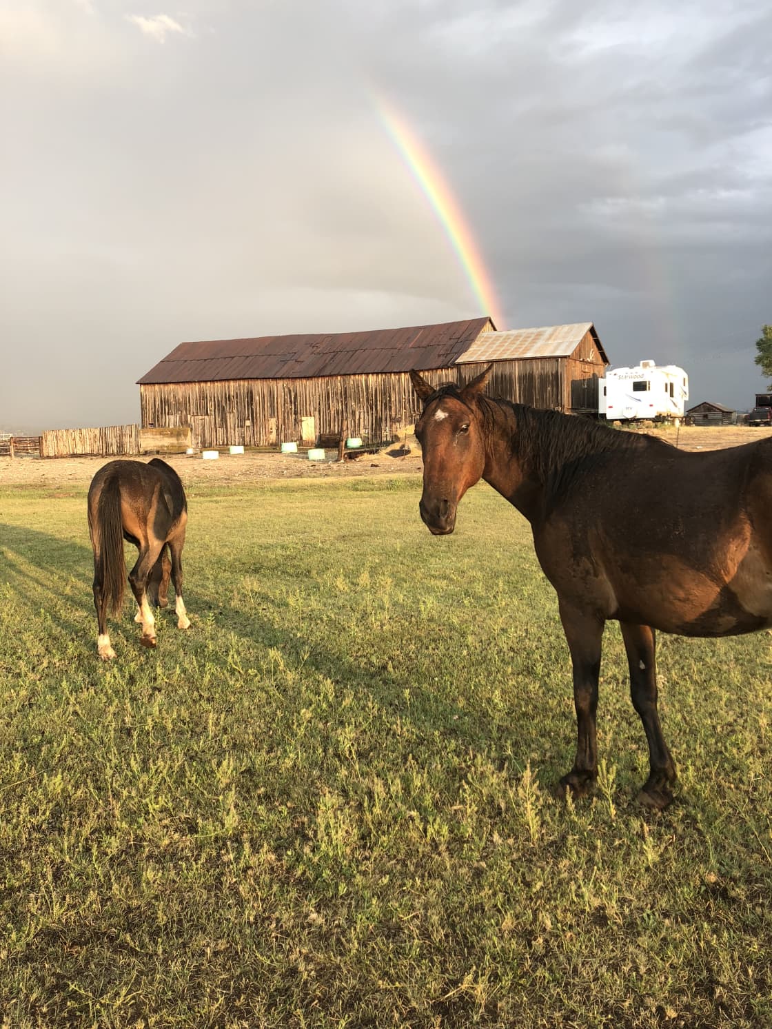 Our rescued mustangs 