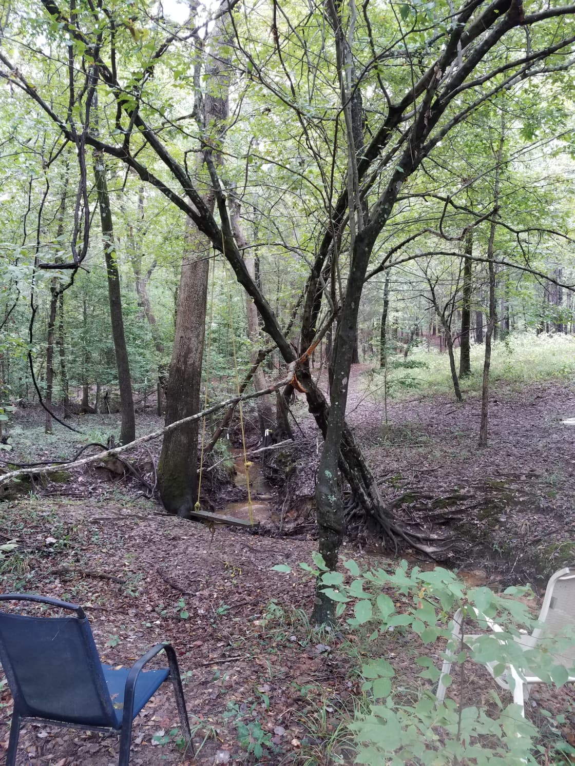Campsite oak grove at the creek 