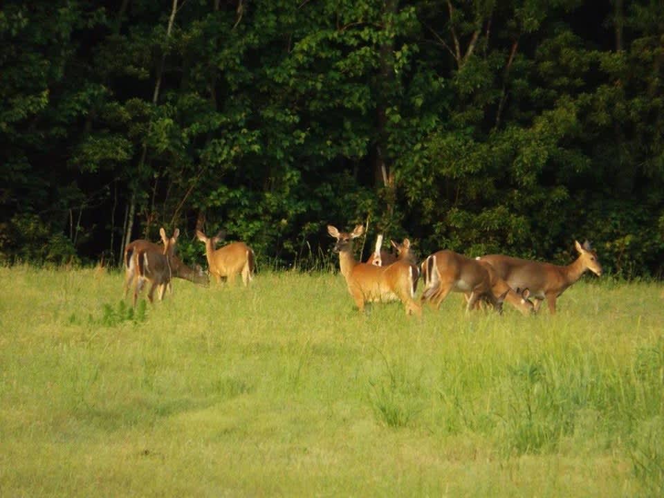 Some of the farm's white-tailed deer grazing in the field!