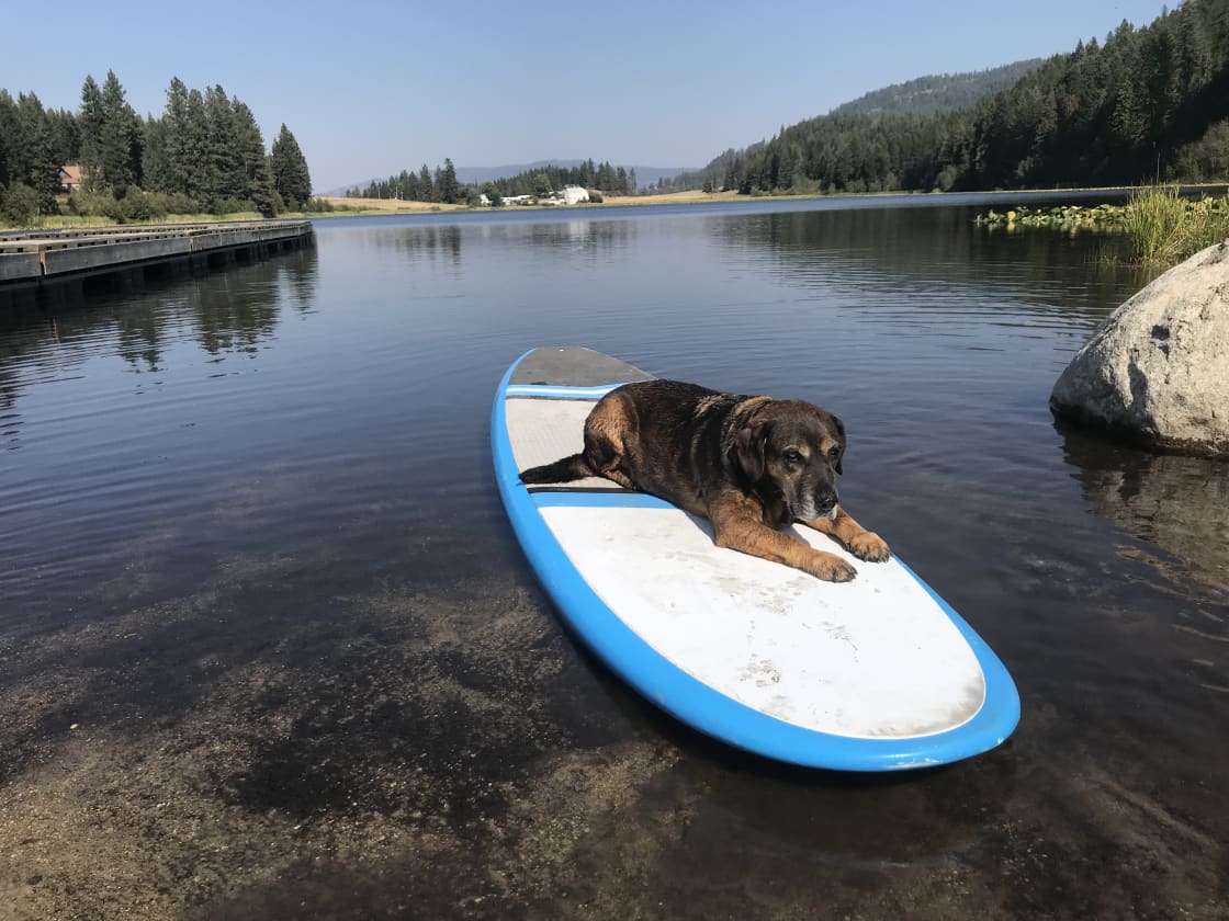 Let me take you out on the paddle boards with my paddle board pup!