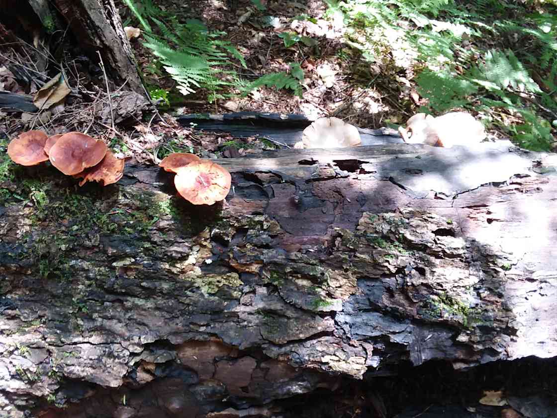 Hostel in the Hollow Hipcamp in West Halifax, Vermont