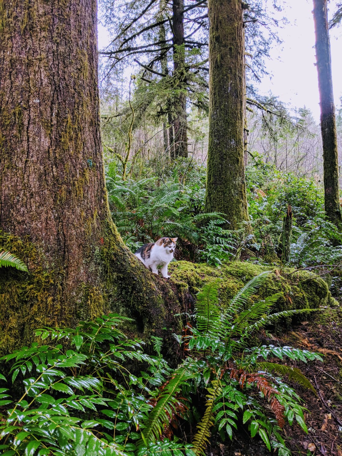 Our sweet little cat enjoys are afternoon walks at Nature Camp.