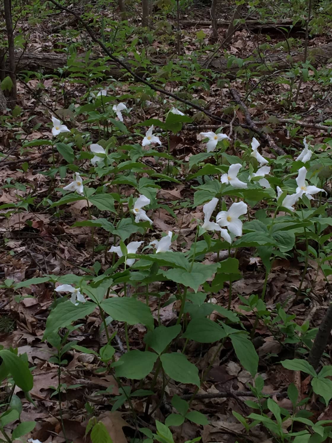 Trillions of trillium run throughout the forest in the spring. 