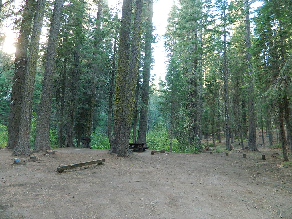 Dense, forested campsite on Grizzly Creek