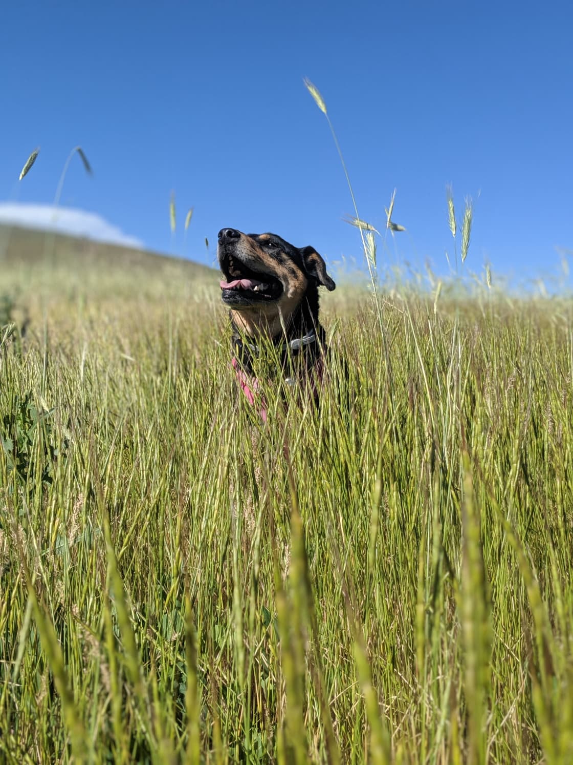 One happy doggo. 