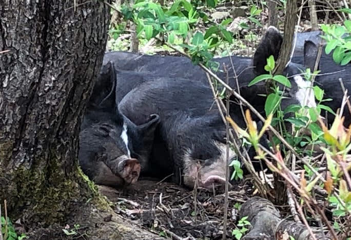 You may see piglets snoozing in the woods if you are quiet!