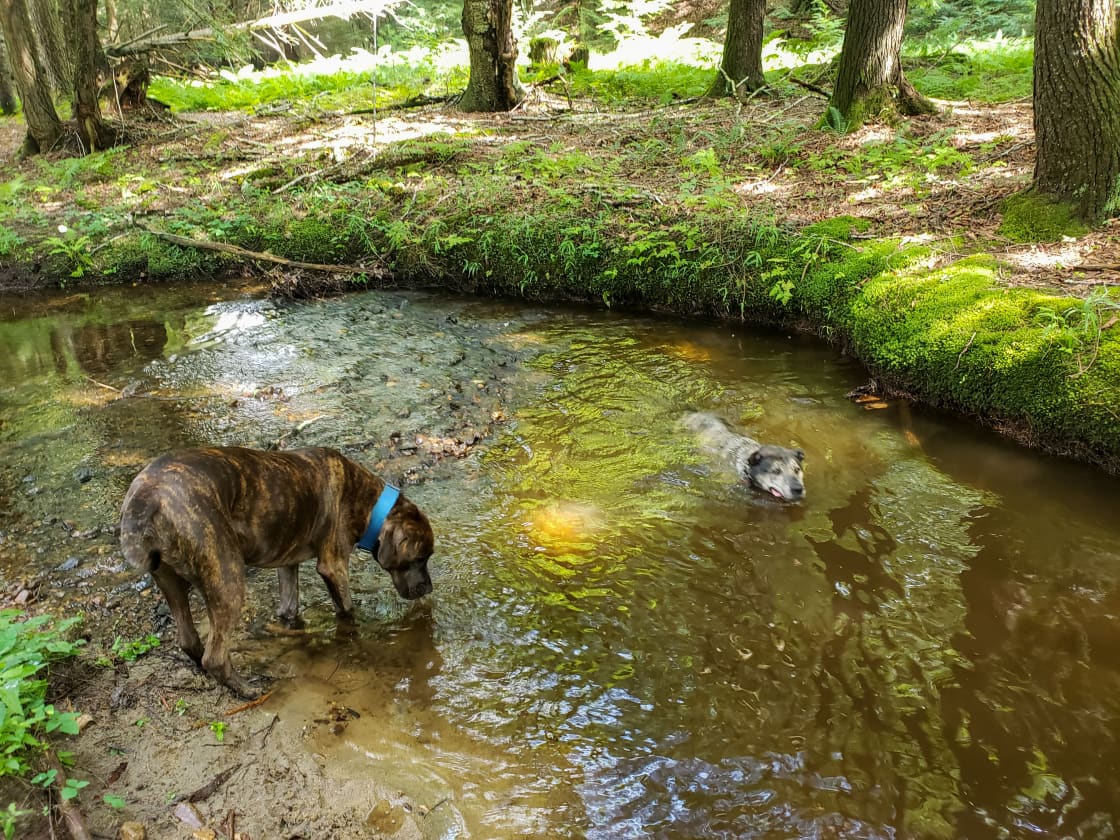 Dogs loved the creek as much as we did