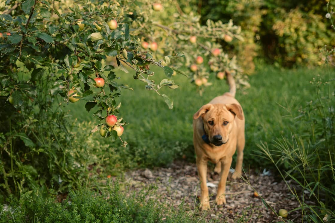 The farm dog Helga joined us one our tour through the orchard.