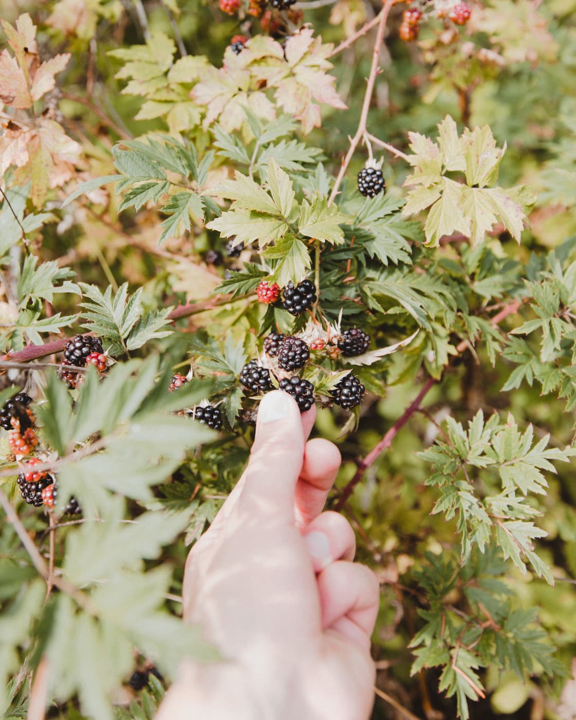 Blackberries on the site!