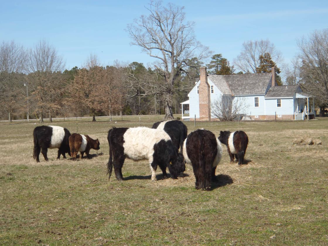 Heritage breed Belted Galloway's (Oreo cows) graze in the pastures on 3 sides of the house.