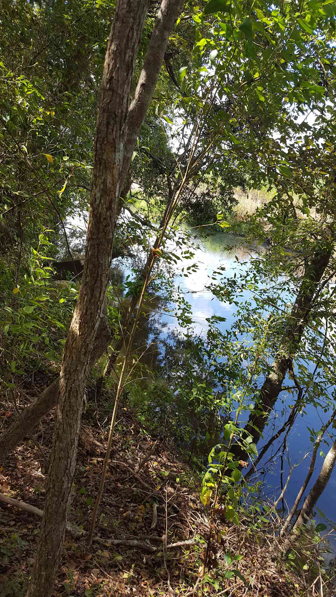 PetiteAnse Farms Hipcamp in New Iberia, Louisiana