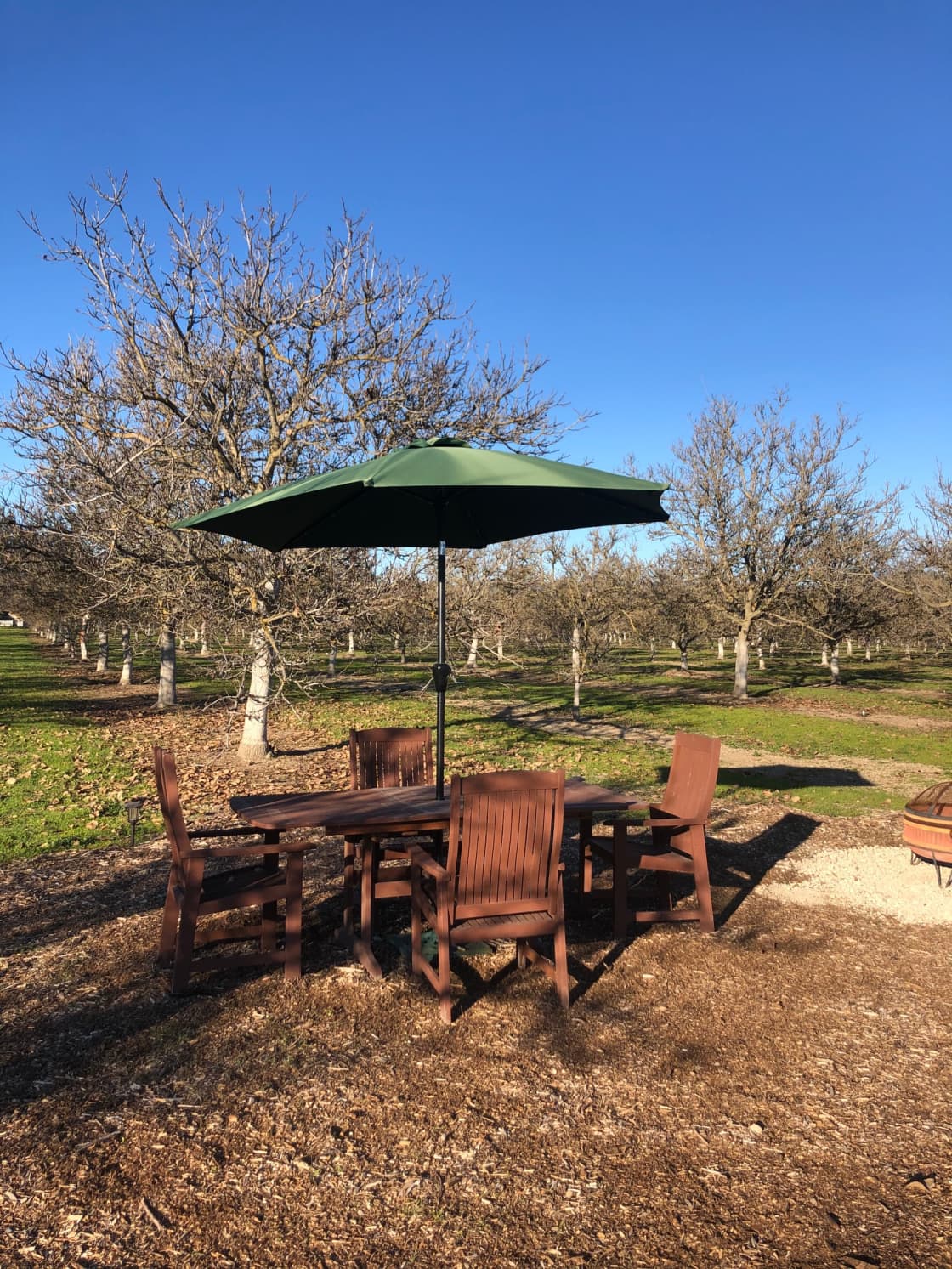 Nature is calling you  ... our orchard floor has a lovely green carpet right now and even without leaves the grove is peaceful and beautiful ... and just waiting for you. 